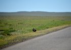 Arendbuizerd (long-legged buzzard) (buteo rufinus) - tussen Ikh Gazriin Chuluu en Ulaanbaatar 25-08-2016 (2)